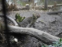 Fishing Cat at the Asia area at the Diergaarde Blijdorp zoo