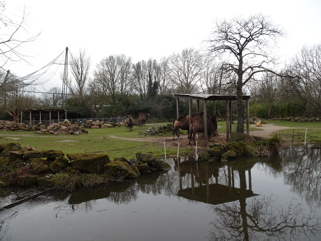 Camels at the Asia area at the Diergaarde Blijdorp zoo