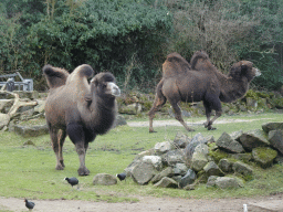 Camels at the Asia area at the Diergaarde Blijdorp zoo