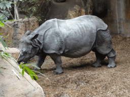 Great Indian Rhinoceros at the Taman Indah building at the Asia area at the Diergaarde Blijdorp zoo