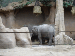 Indian Elephants at the Asia area at the Diergaarde Blijdorp zoo
