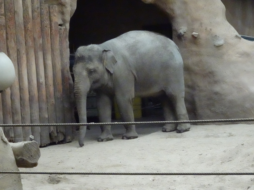 Indian Elephants at the Asia area at the Diergaarde Blijdorp zoo