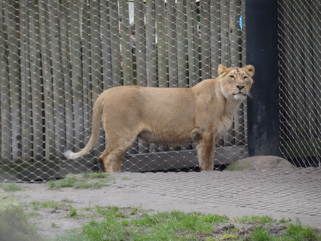 Asiatic Lion at the Asia area at the Diergaarde Blijdorp zoo