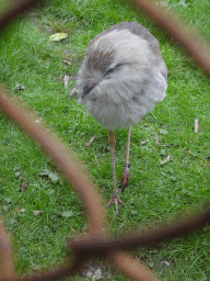 Red-legged Seriema at the South America area at the Diergaarde Blijdorp zoo