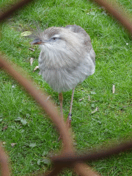 Red-legged Seriema at the South America area at the Diergaarde Blijdorp zoo