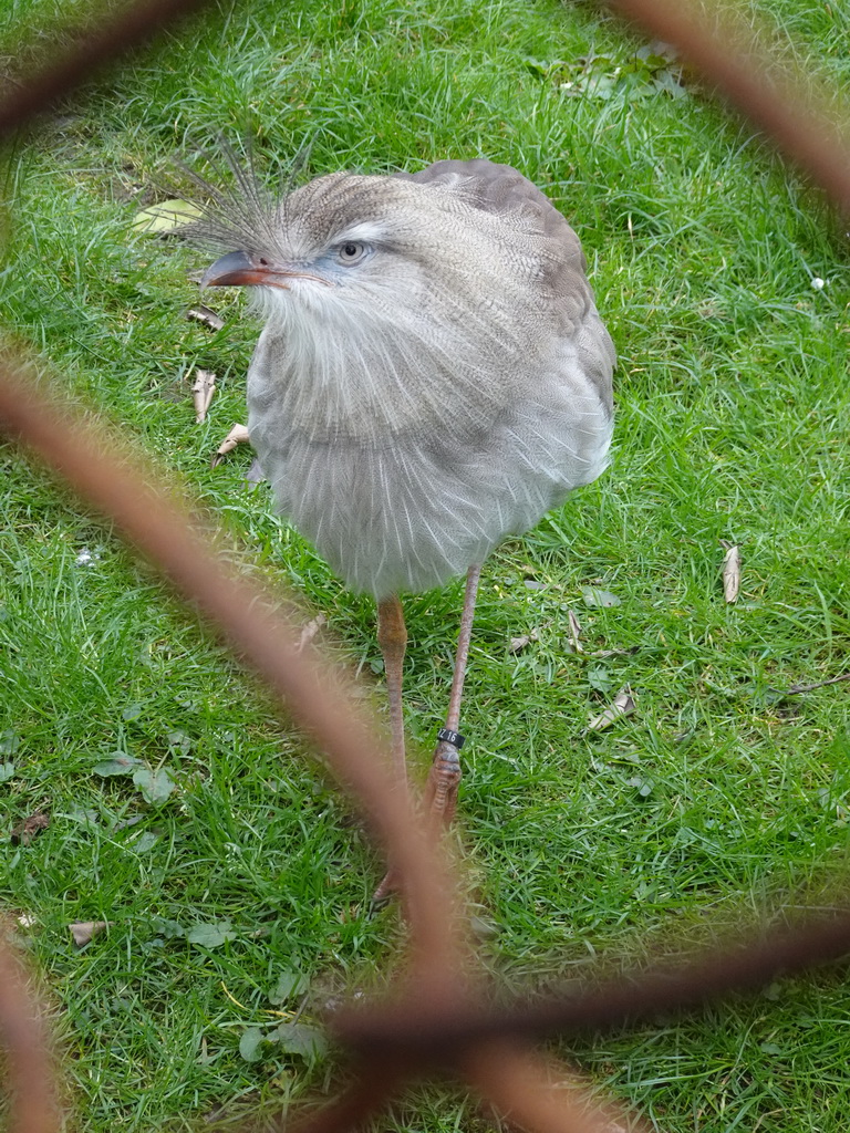 Red-legged Seriema at the South America area at the Diergaarde Blijdorp zoo