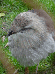 Red-legged Seriema at the South America area at the Diergaarde Blijdorp zoo