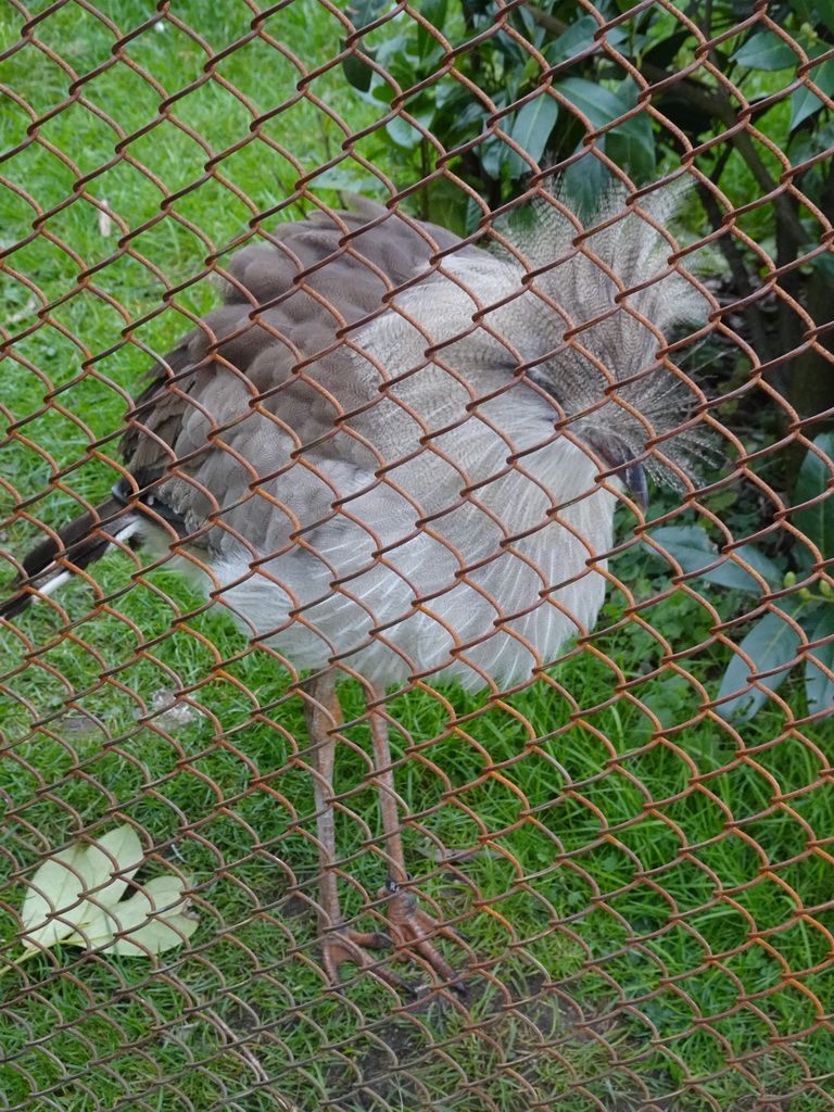 Red-legged Seriema at the South America area at the Diergaarde Blijdorp zoo