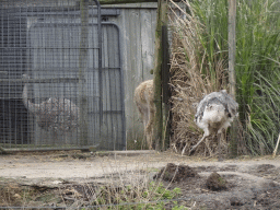 Lesser Rheas and Vicuña at the South America area at the Diergaarde Blijdorp zoo