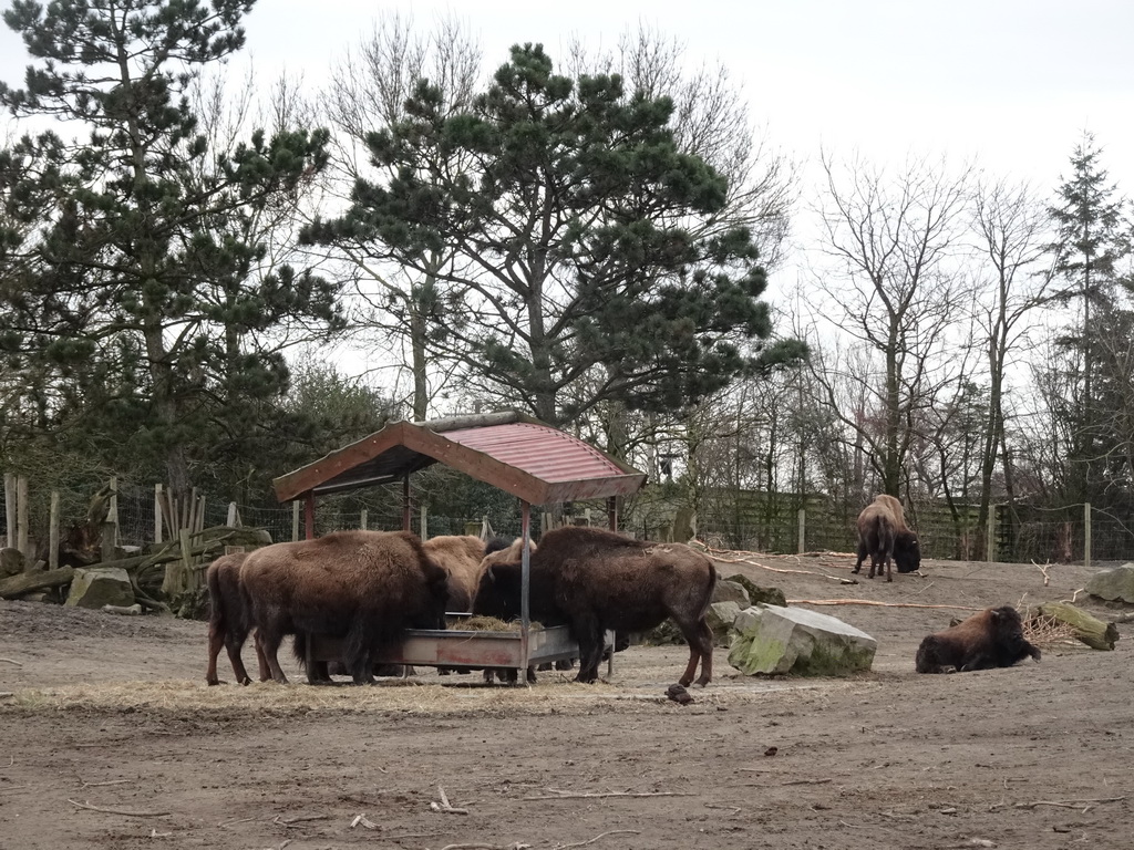 American Bisons at the North America area at the Diergaarde Blijdorp zoo