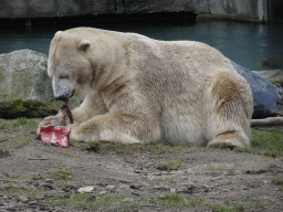 Polar bear eating at the North America area at the Diergaarde Blijdorp zoo