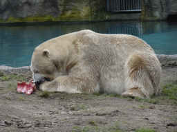 Polar bear eating at the North America area at the Diergaarde Blijdorp zoo