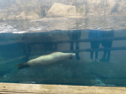 California Sea Lion at the Oceanium at the Diergaarde Blijdorp zoo