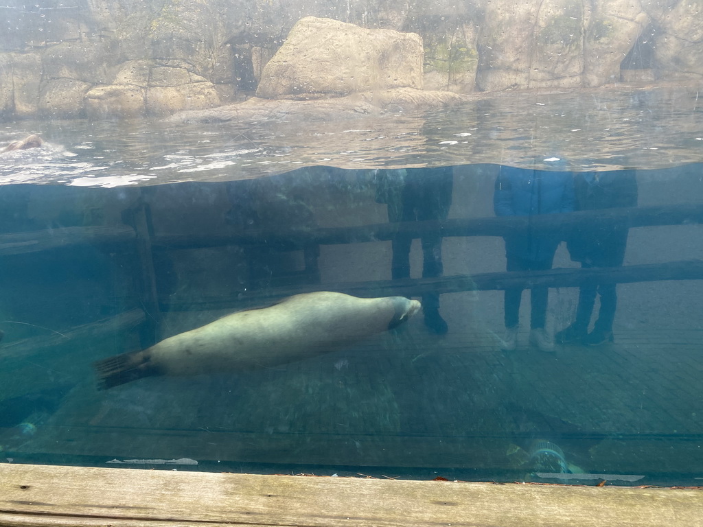 California Sea Lion at the Oceanium at the Diergaarde Blijdorp zoo