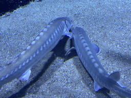 Sturgeons at the Oceanium at the Diergaarde Blijdorp zoo