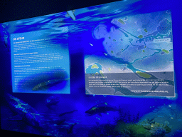 Information on the Sturgeon in the Netherlands at the Oceanium at the Diergaarde Blijdorp zoo