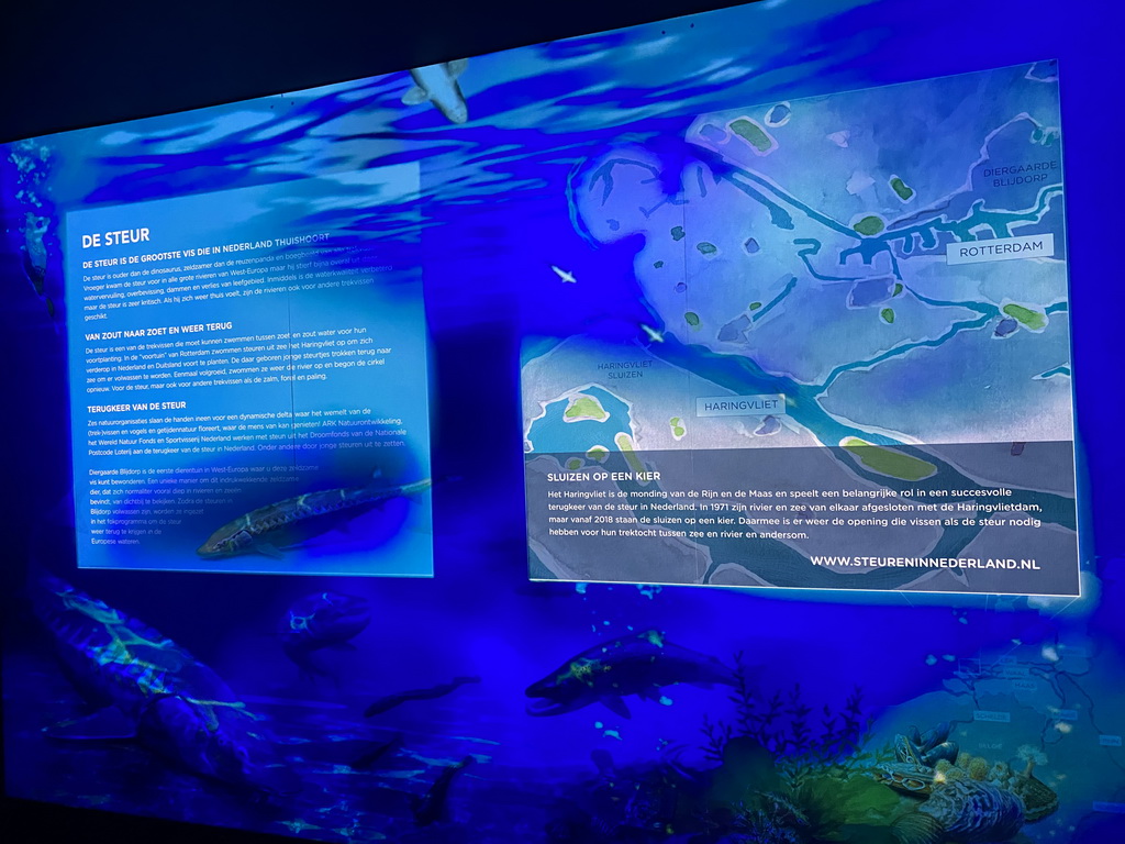 Information on the Sturgeon in the Netherlands at the Oceanium at the Diergaarde Blijdorp zoo