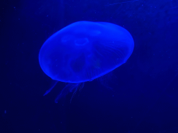 Moon Jellyfish at the Oceanium at the Diergaarde Blijdorp zoo