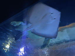 Stingray and Turtle at the Shark Tunnel at the Oceanium at the Diergaarde Blijdorp zoo