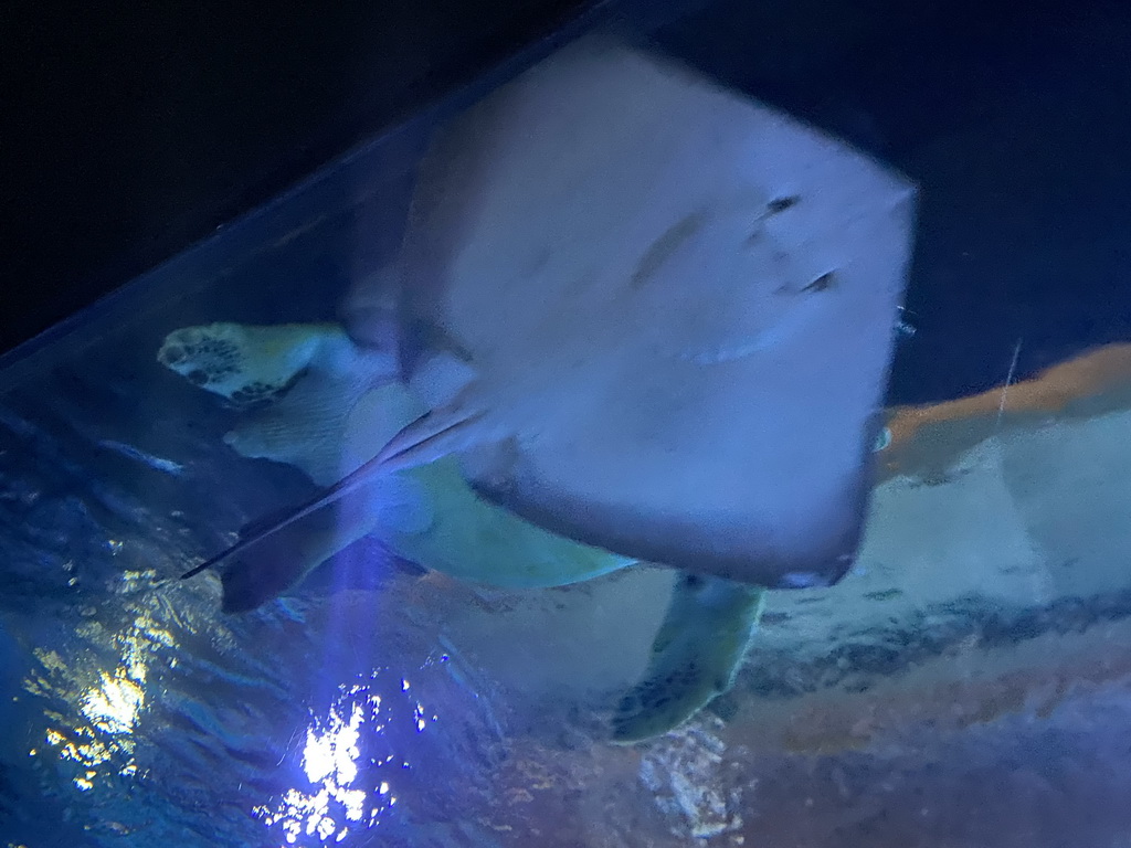 Stingray and Turtle at the Shark Tunnel at the Oceanium at the Diergaarde Blijdorp zoo