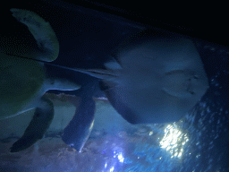 Stingray and Turtle at the Shark Tunnel at the Oceanium at the Diergaarde Blijdorp zoo