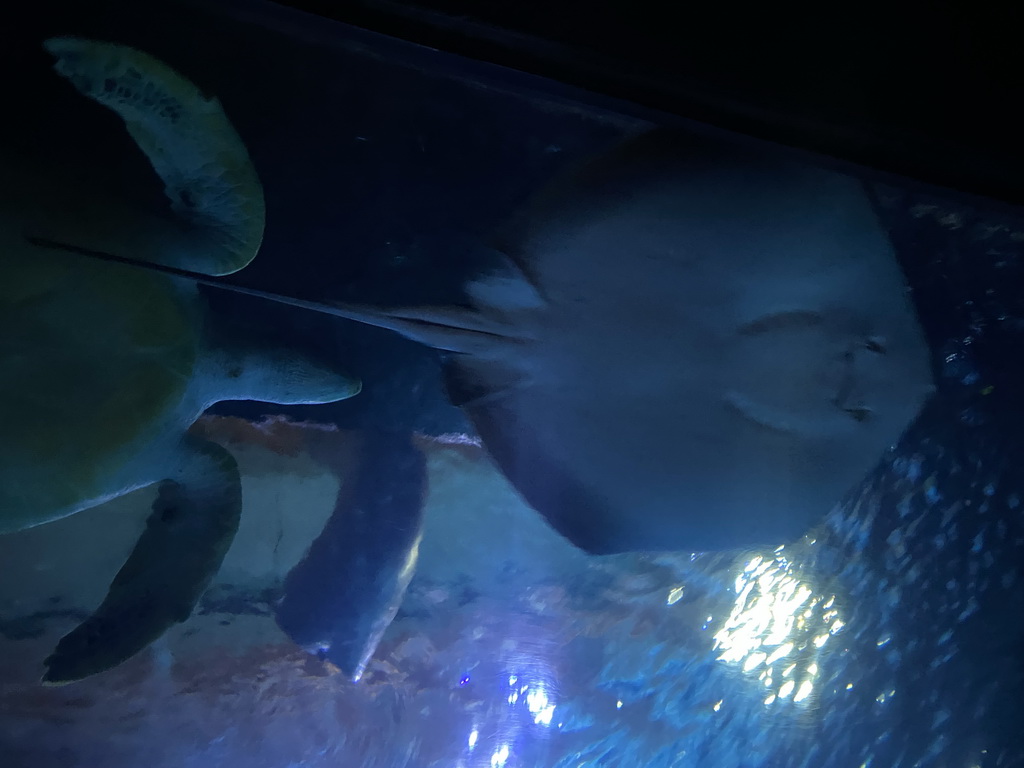 Stingray and Turtle at the Shark Tunnel at the Oceanium at the Diergaarde Blijdorp zoo