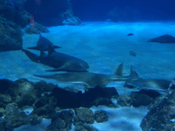 Sharks and Stingrays at the Shark Tunnel at the Oceanium at the Diergaarde Blijdorp zoo