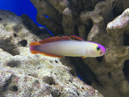 Fish at the Laboratory at the Oceanium at the Diergaarde Blijdorp zoo