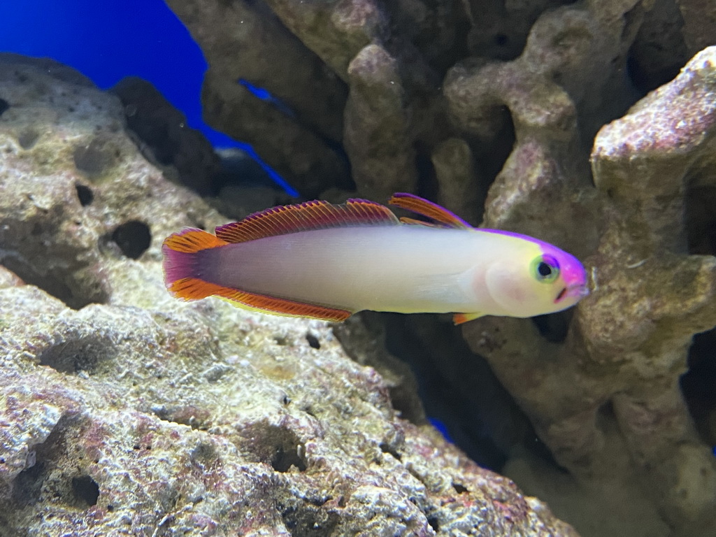 Fish at the Laboratory at the Oceanium at the Diergaarde Blijdorp zoo