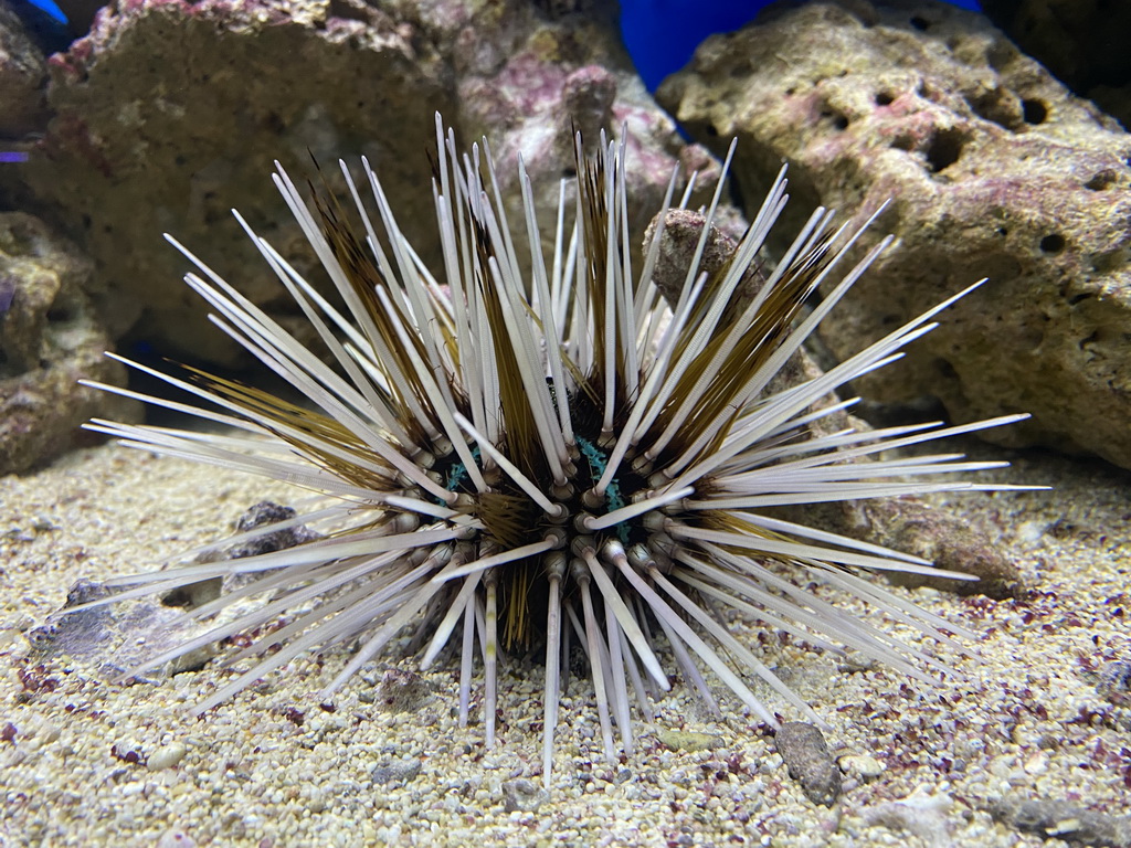 Sea Urchin at the Laboratory at the Oceanium at the Diergaarde Blijdorp zoo