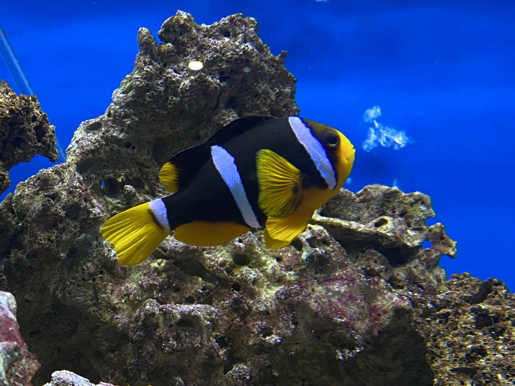 Clark`s Anemonefish at the Laboratory at the Oceanium at the Diergaarde Blijdorp zoo