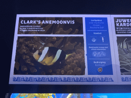 Explanation on the Clark`s Anemonefish at the Laboratory at the Oceanium at the Diergaarde Blijdorp zoo