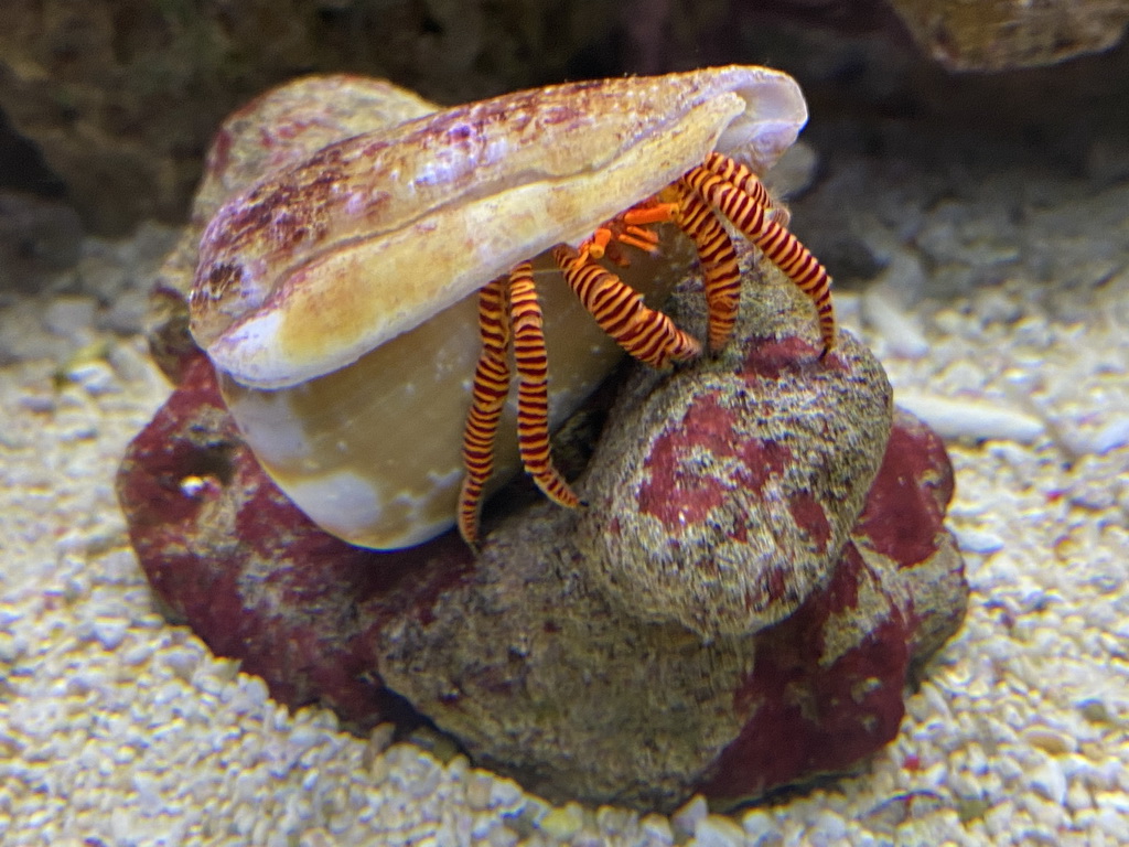 Helmet Crab at the Laboratory at the Oceanium at the Diergaarde Blijdorp zoo