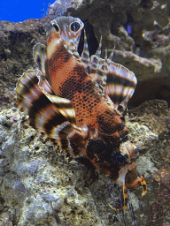 Ocellated Lionfish at the Laboratory at the Oceanium at the Diergaarde Blijdorp zoo