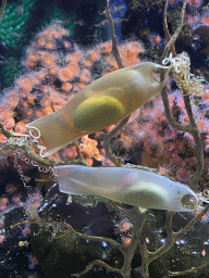 Shark eggs at the Laboratory at the Oceanium at the Diergaarde Blijdorp zoo