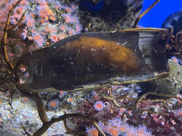 Shark egg at the Laboratory at the Oceanium at the Diergaarde Blijdorp zoo