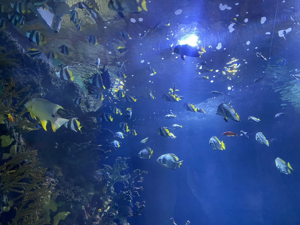 Fishes and coral at the Great Barrier Reef section at the Oceanium at the Diergaarde Blijdorp zoo