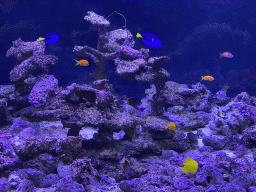 Fishes and coral at the Great Barrier Reef section at the Oceanium at the Diergaarde Blijdorp zoo