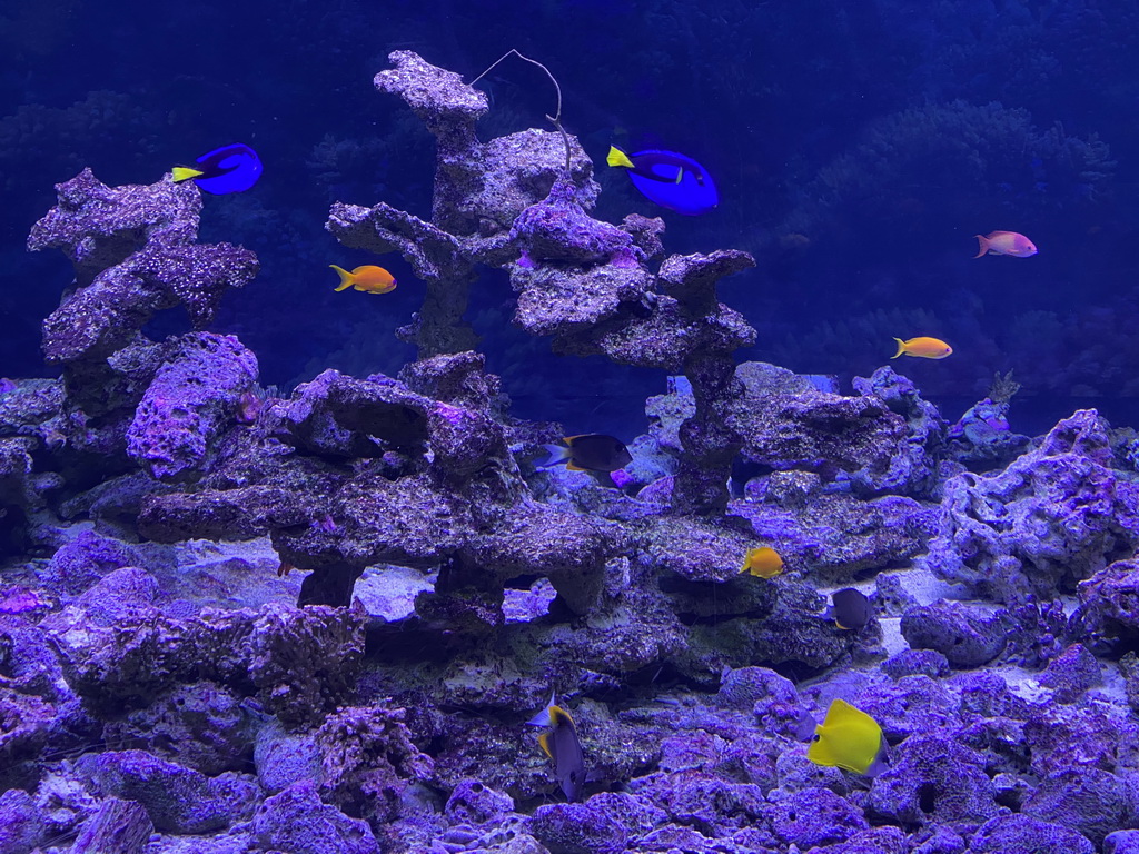 Fishes and coral at the Great Barrier Reef section at the Oceanium at the Diergaarde Blijdorp zoo