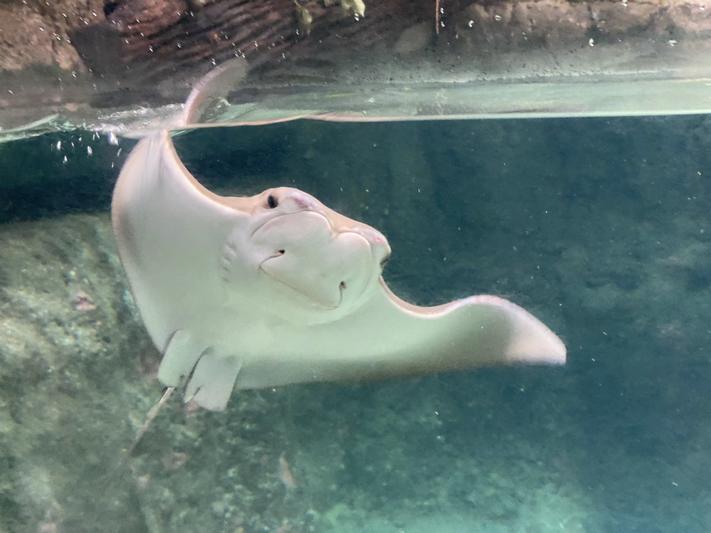 Cownose Ray at the Caribbean Sand Beach section at the Oceanium at the Diergaarde Blijdorp zoo