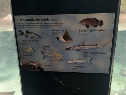Explanation on the animal species at the Caribbean Sand Beach section at the Oceanium at the Diergaarde Blijdorp zoo