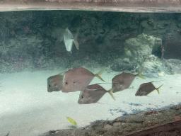 Permits at the Caribbean Sand Beach section at the Oceanium at the Diergaarde Blijdorp zoo