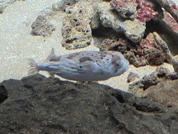 Pufferfish at the Caribbean Sand Beach section at the Oceanium at the Diergaarde Blijdorp zoo