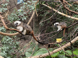 Cotton-top Tamarins at the Oceanium at the Diergaarde Blijdorp zoo