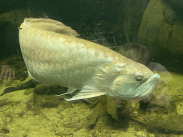 Fish at the Oceanium at the Diergaarde Blijdorp zoo