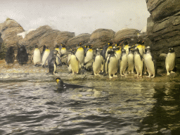 King Penguins and Gentoo Penguins at the Falklands section at the Oceanium at the Diergaarde Blijdorp zoo