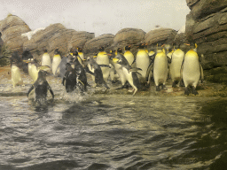 King Penguins and Gentoo Penguins at the Falklands section at the Oceanium at the Diergaarde Blijdorp zoo