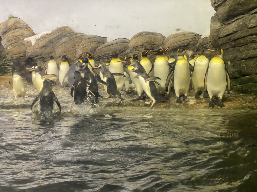 King Penguins and Gentoo Penguins at the Falklands section at the Oceanium at the Diergaarde Blijdorp zoo