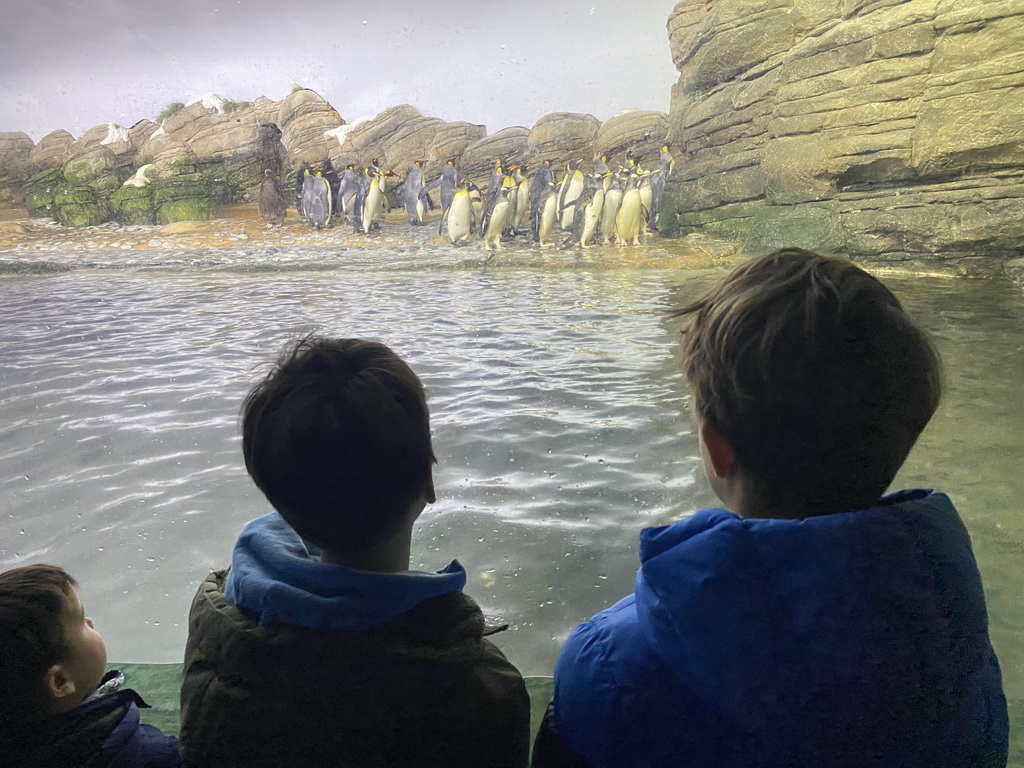 Max and his friend with King Penguins and Gentoo Penguins at the Falklands section at the Oceanium at the Diergaarde Blijdorp zoo