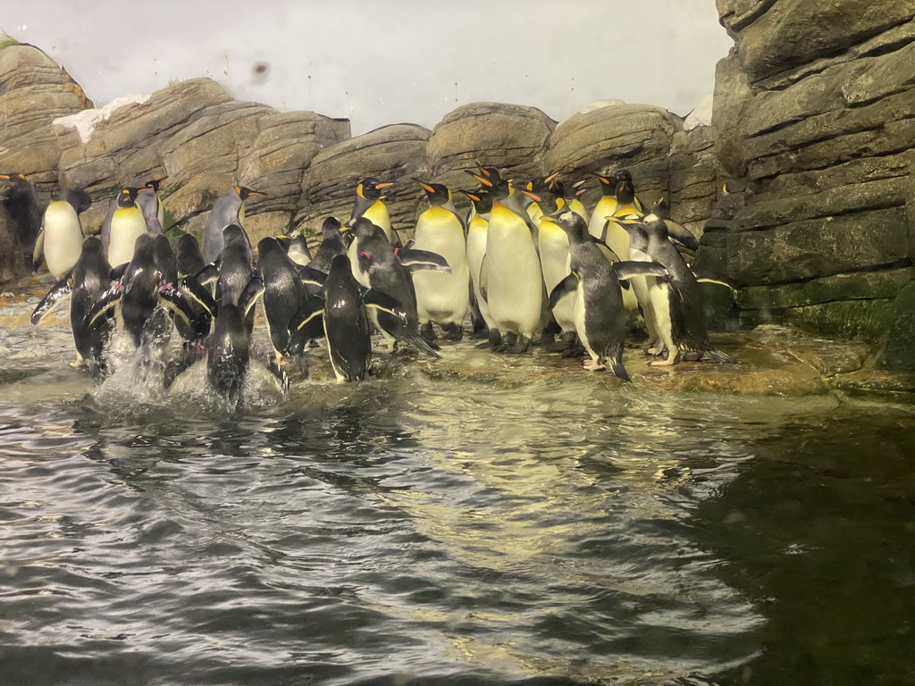 King Penguins and Gentoo Penguins at the Falklands section at the Oceanium at the Diergaarde Blijdorp zoo